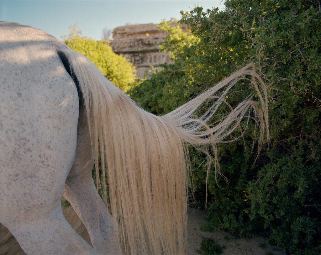 © Sophie Ebrard - THEY ARE NOT AFRAID OF RIDING STALLIONS 14