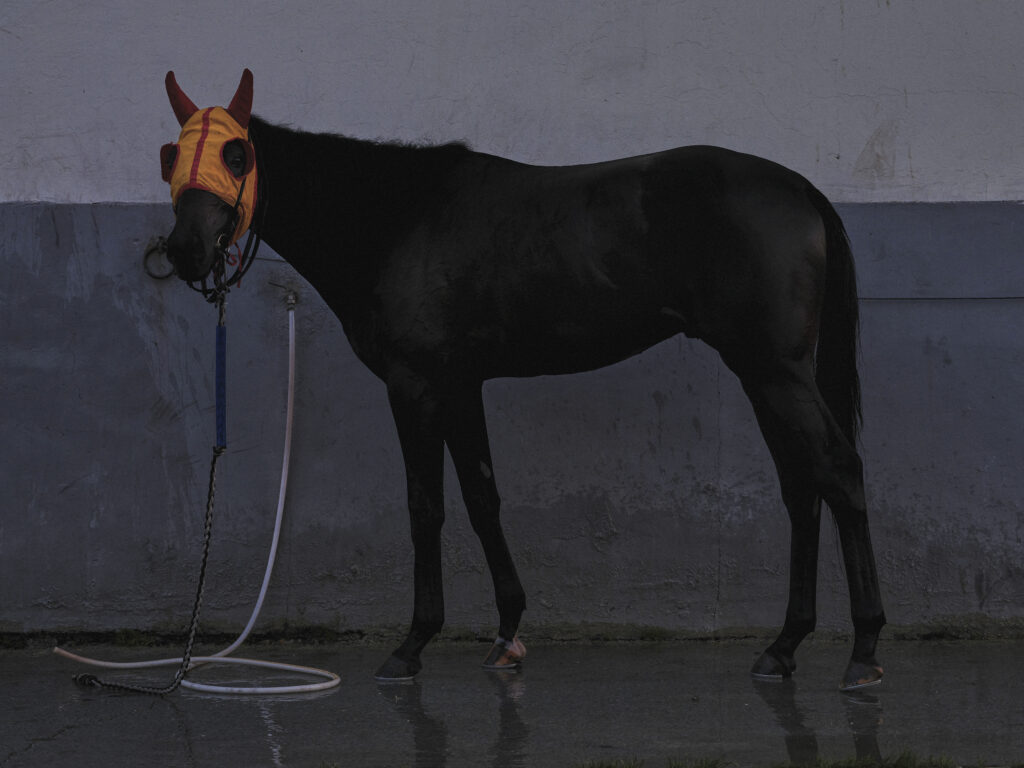© Urs Bigler - The Horseman, Racehorse