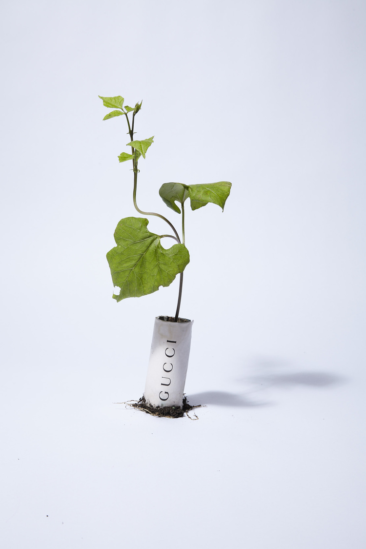 Catherine_Losing_Seedlings_2022_011