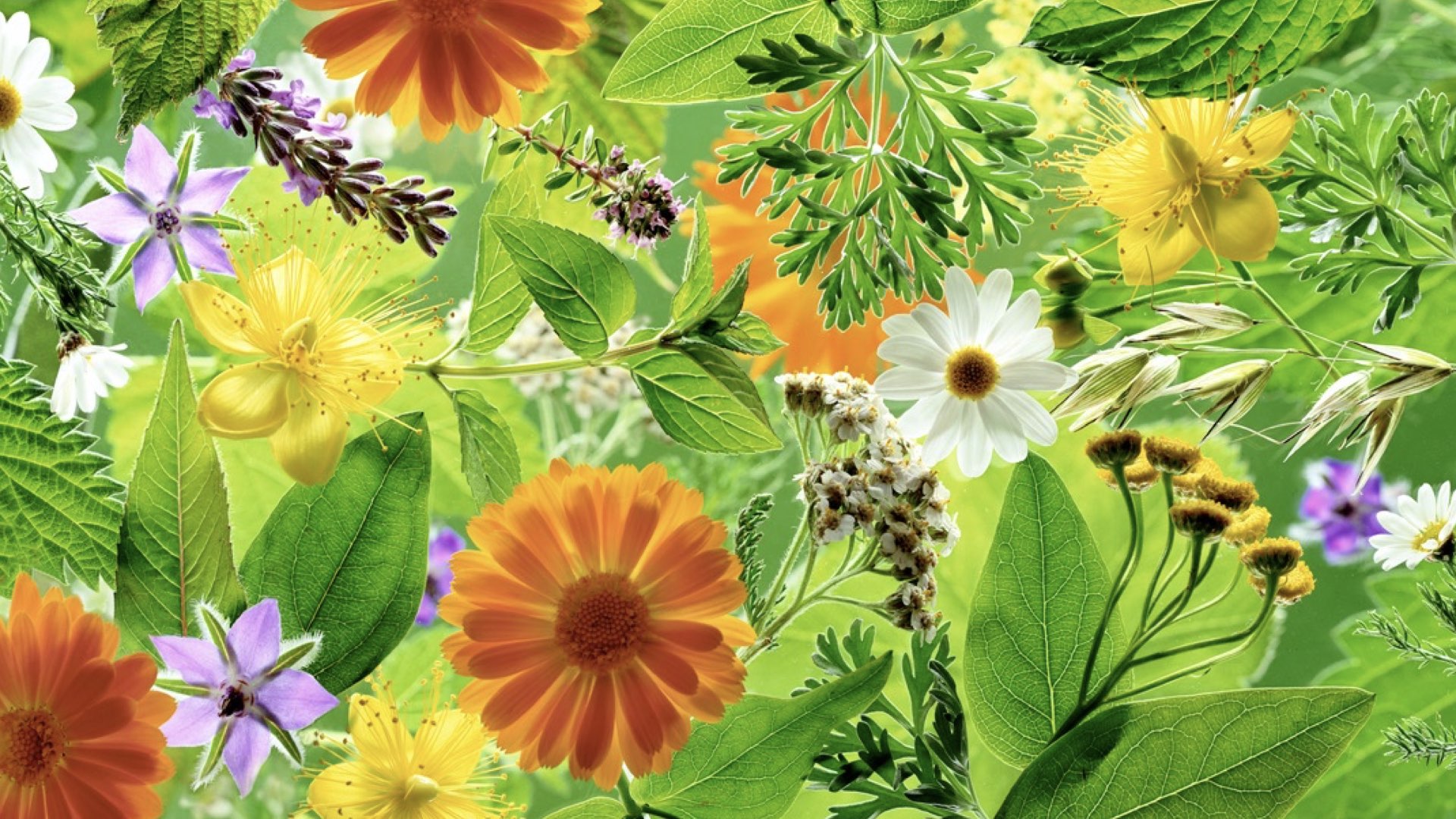 1. The vitality of herbs