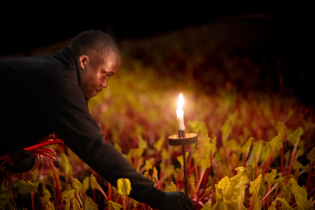 © Simon Hill - Rothwell, West Yorkshire, Oldroyd's Rhubarb Farm